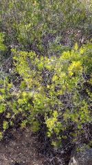 Asparagus retrofractus