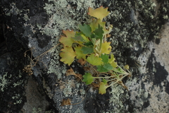 Micranthes punctata