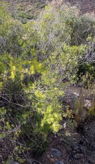 Asparagus retrofractus