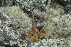 Micranthes punctata