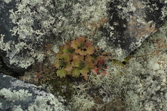 Micranthes punctata