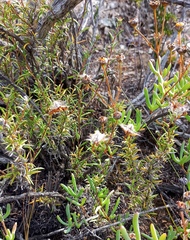 Gorteria integrifolia