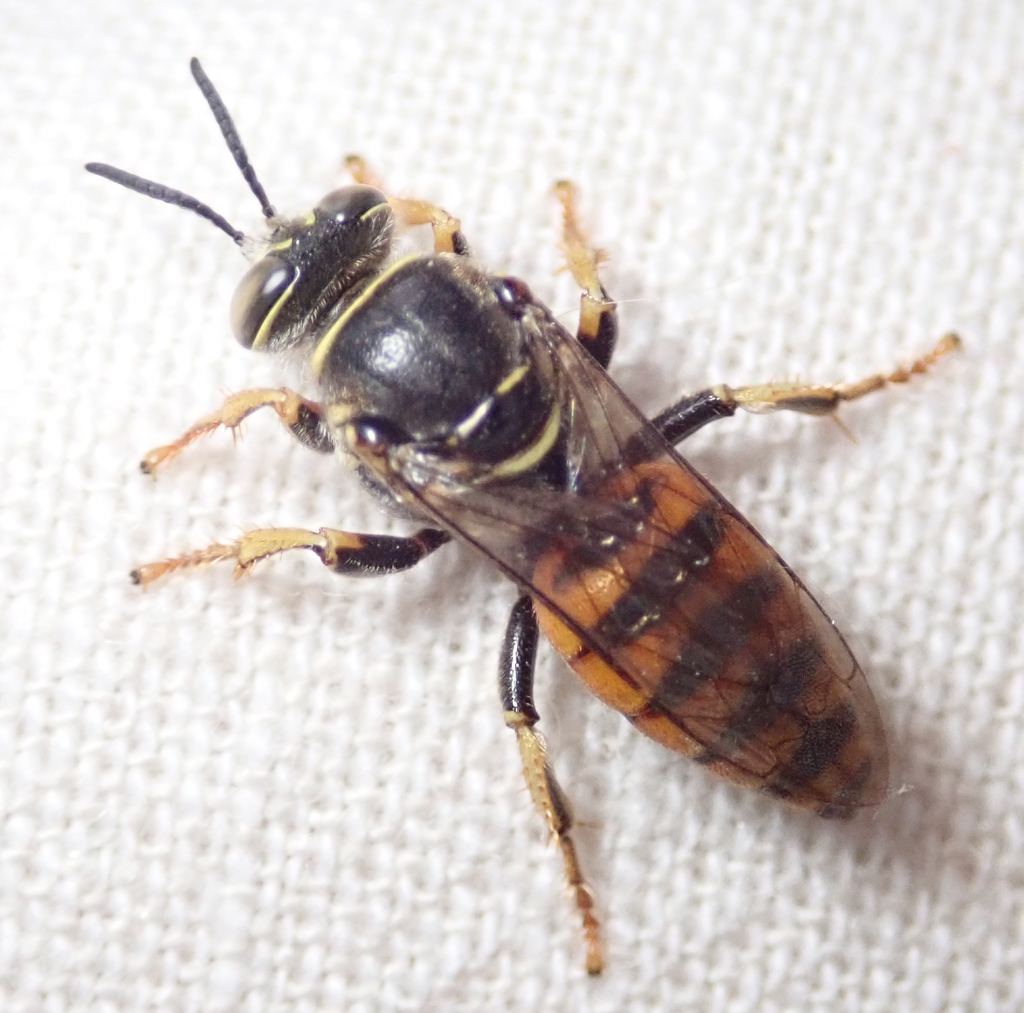 Banded Beepirate