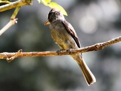 Contopus fumigatus
