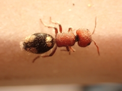 Mutilla quinquemaculata