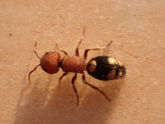 Mutilla quinquemaculata