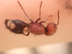 Mutilla quinquemaculata