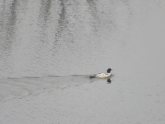 Mergus merganser