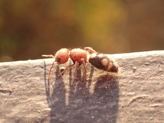 Mutilla quinquemaculata