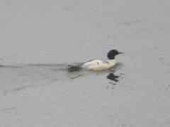 Mergus merganser