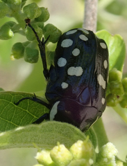 Phoxomela umbrosa
