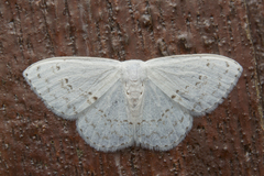 Teldenia specca