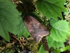 Diarsia pacifica
