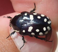 Phoxomela umbrosa