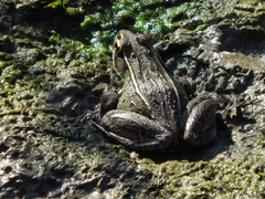 Lithobates kauffeldi