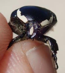 Phoxomela umbrosa