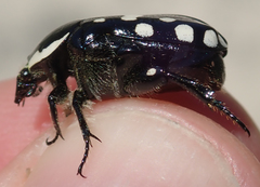 Phoxomela umbrosa