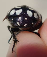 Phoxomela umbrosa
