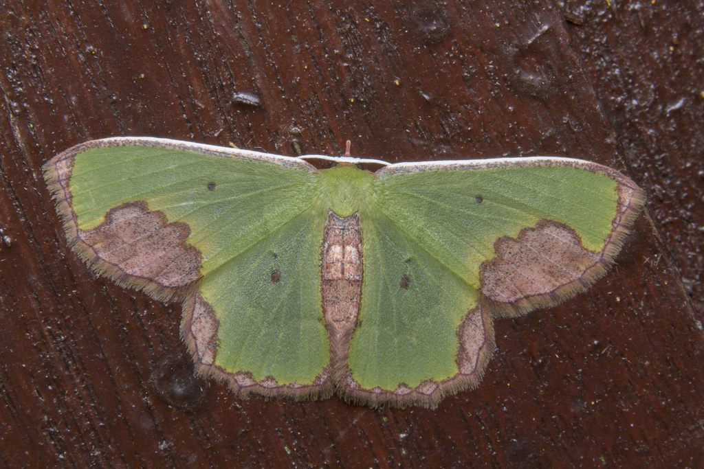 Spaniocentra apatelloides