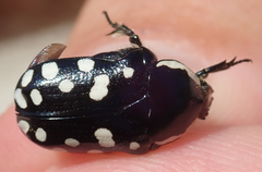 Phoxomela umbrosa
