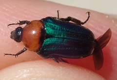 Leucocelis amethystina