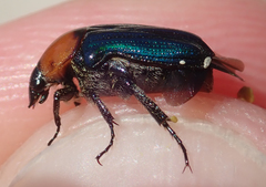 Leucocelis amethystina