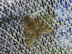 Pheosiopsis olivacea