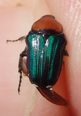 Leucocelis amethystina