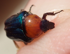 Leucocelis amethystina