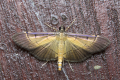 Bacotoma camillusalis