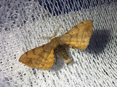 Pseudandraca gracilis