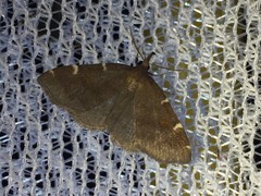 Paracolax albinotata