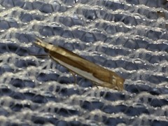 Crambus argyrophorus