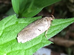 Agonopterix bipunctifera