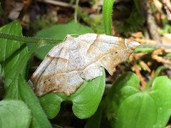 Endropiodes indictinaria