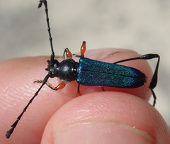 Helymaeus notaticollis