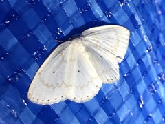 Ditrigona virgo