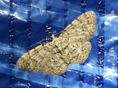 Myrioblephara nanaria