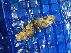 Eupithecia daemionata