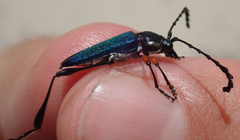 Helymaeus notaticollis