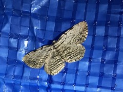 Aporhoptrina semiorbiculata