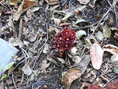 Bdallophytum americanum