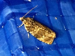 Phaecasiophora obraztsovi