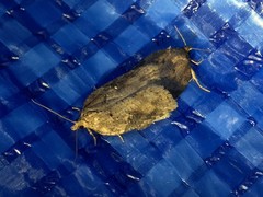 Acleris submaccana