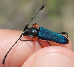 Helymaeus notaticollis