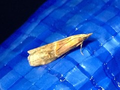 Etielloides curvella