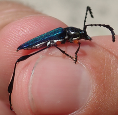 Helymaeus notaticollis