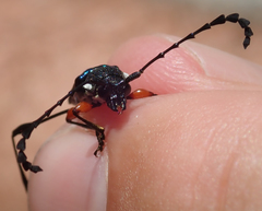 Helymaeus notaticollis