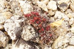 Saxifraga bronchialis funstonii