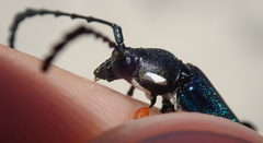 Helymaeus notaticollis